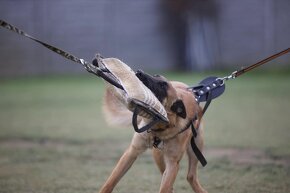 BO- malinois na predaj - 6