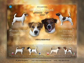 Jack russell terier s PP - 6