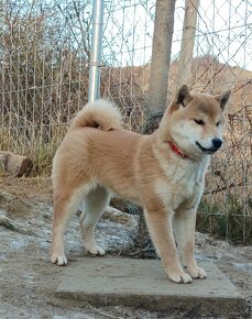 Shiba inu šteniatka - 6