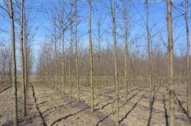 Paulownia-Agát Obelisk vlastný les za pár rokov. - 6