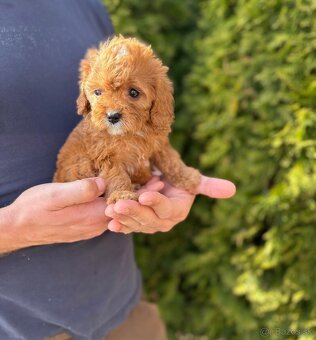 Cavapoo - 6