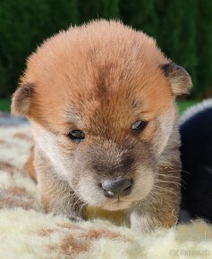 Shiba inu s PP - 6