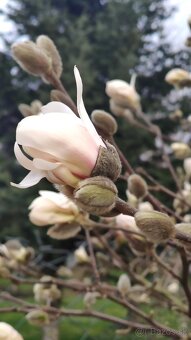 Semená magnólie hviezdokvetej (magnolia stellata) - 6