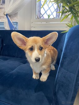 Welsh corgi pembroke - 6