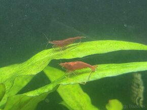 Krevety - neocaridina davidi - 6