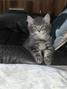 Predám mačiatka Maine coon - 6