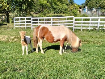 Pony kobylka bez pp - 6