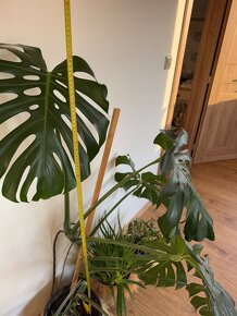 Predam krásnu Monsteru Monstera - 6