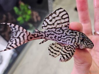 Pleco, Hypancistrus, Ancistrus long fin, sumce - 6