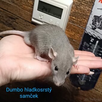 ❤ Dumbo, velveteen, rex potkaníky - 6