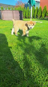 Akita inu šteniatka - 6