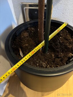 Izbová rastlina Ficus - má už viac ako 280cm - 6