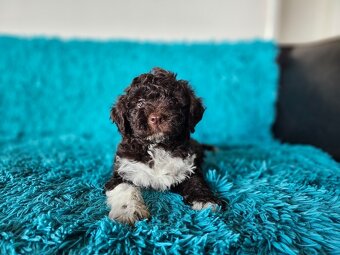 LAGOTTO ROMAGNOLO-brown, with super ped. FCI - 6