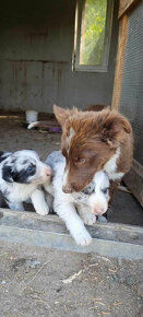 Dva krasne psiky border kolia  modre merle blue merle - 6