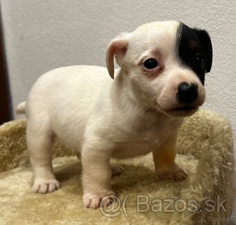 Jack russel terier - 6