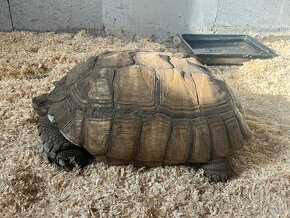 Korytnačka Ostrohatá (Centrochelys sulcata) - 6