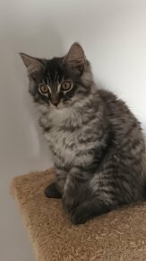 Maine coon a norska lesna - 6