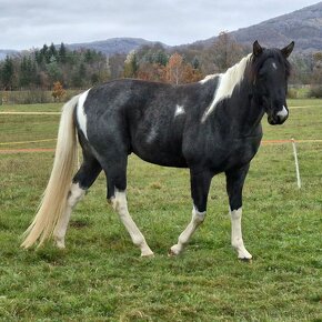 APH APHA PAINT HORSE ŽREBCE pripúšťanie - 6