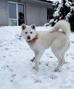 Akita inu - 6