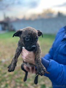 Americký bandog - 6