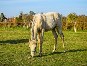 Atraktívny žrebček 1/2 quarter horse - 6