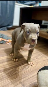 American Bully XL / Pitbull XXL - 6