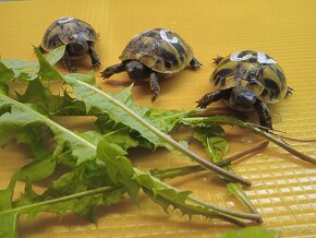 Suchozemska korytnačka (Testudo hermanni boettgeri) - 6