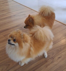 Pomeranian - 6