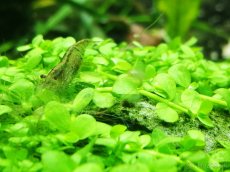 Krevetky neocaridina palmata 15+5ks zadarmo - 6