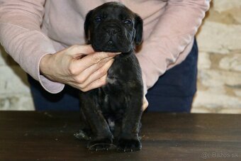 Šteniatka Cane Corso - 6