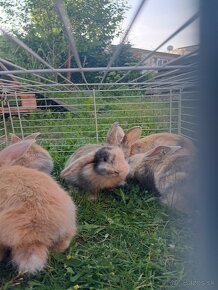 Predáme zakrslých králikov - 6
