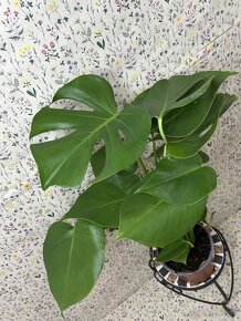 Monstera deliciosa - 6