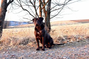 Cane Corso štěňátka s FCI PP - přátelská cena - 6