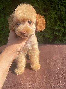 Maltipoo mini - 6