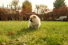 Predám šteniatka pomeranian - 13.11. už len dve - 6