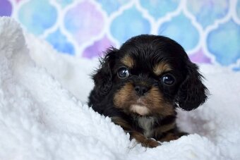 Cavalier King Charles Španiel s PP - 6