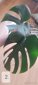 Monstera deliciosa - 6