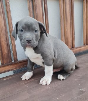 American Bully XL - 6