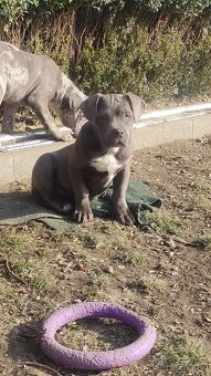 American bully - 6