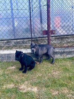 Šteniatka Cane Corso - 6