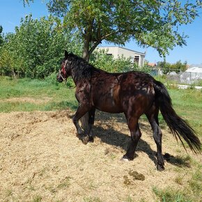 Predam 3 ročná kobila friz aj polotaske  ma aj pas ah čip - 6