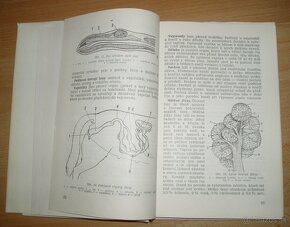 Výcvik psa - 6