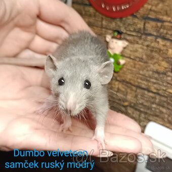 ❤ Dumbo, velveteen potkaníky - 6