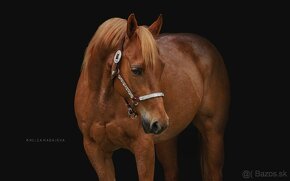 Kobylka AQH Red roan - 6