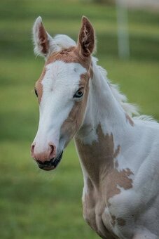 Pripúšťanie American Paint Horse - 6