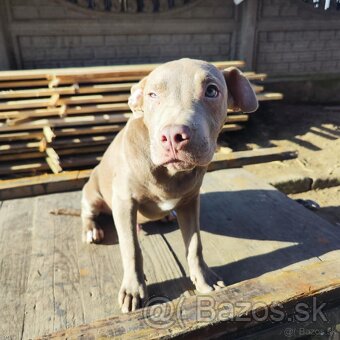 Americký pitbulterier pitbul pitbull silver lilac rare Topp - 6