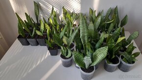 Svokrin Jazyk ( Sansevieria Želania) - 6