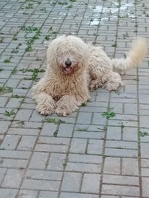 KOMONDOR ŠTENIATKA - 6