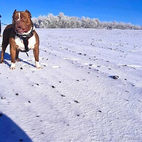 American Bully xl - 6