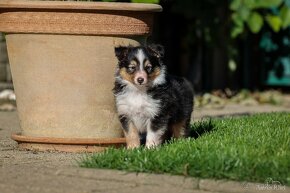 Psík - šeltia, sheltie, šetlandský ovčiak s PP - 6